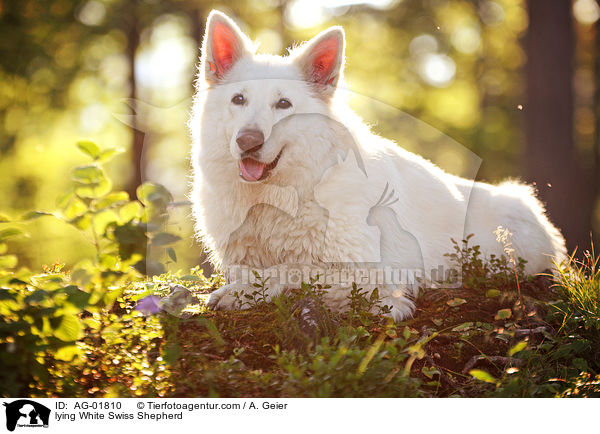 lying White Swiss Shepherd / AG-01810