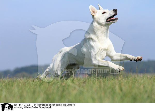 running White Swiss Shepherd / IF-10782