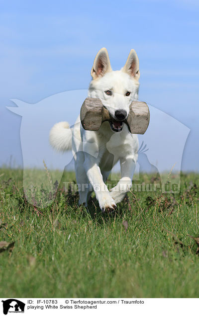spielender Weier Schweizer Schferhund / playing White Swiss Shepherd / IF-10783