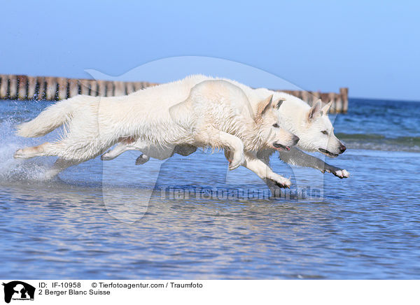 2 Weie Schweizer Schferhunde / 2 Berger Blanc Suisse / IF-10958