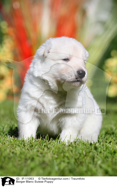Berger Blanc Suisse Puppy / IF-11063