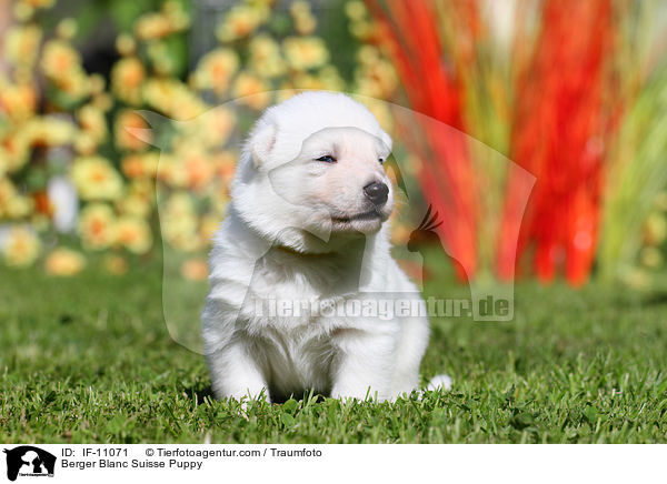 Weier Schweizer Schferhund Welpe / Berger Blanc Suisse Puppy / IF-11071