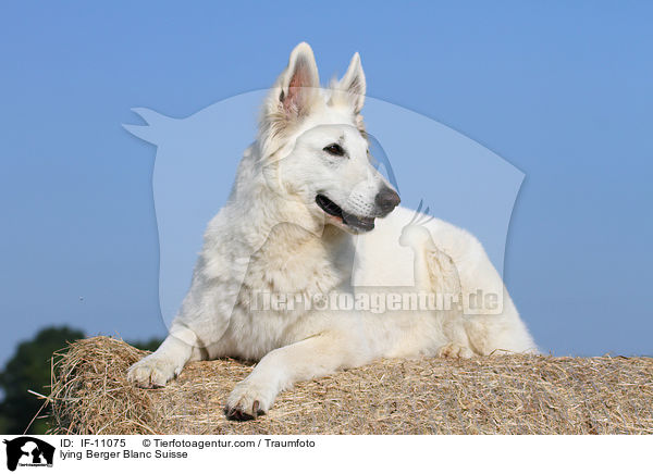 lying Berger Blanc Suisse / IF-11075