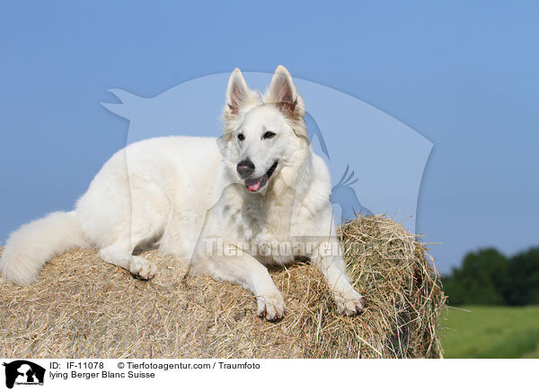 lying Berger Blanc Suisse / IF-11078