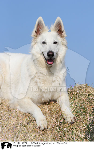lying Berger Blanc Suisse / IF-11079