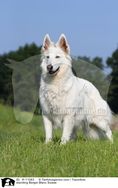 standing Berger Blanc Suisse / IF-11083