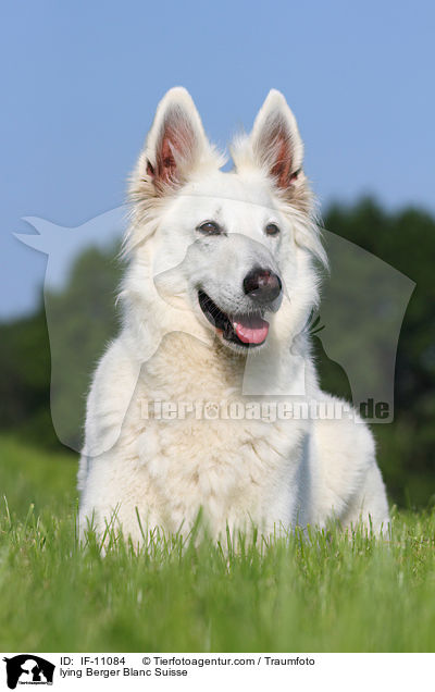 lying Berger Blanc Suisse / IF-11084