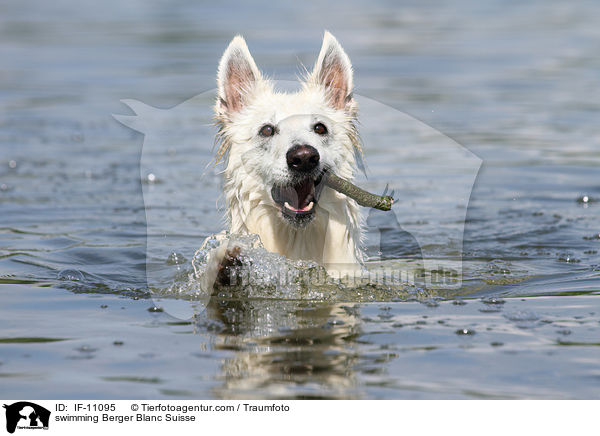 swimming Berger Blanc Suisse / IF-11095