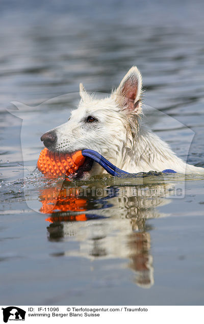 schwimmender Weier Schweizer Schferhund / swimming Berger Blanc Suisse / IF-11096