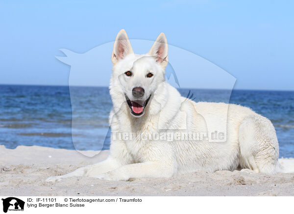 lying Berger Blanc Suisse / IF-11101