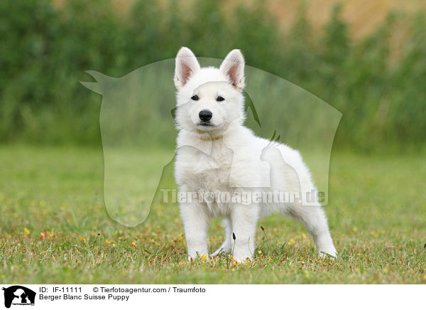 Berger Blanc Suisse Puppy / IF-11111
