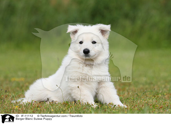 Berger Blanc Suisse Puppy / IF-11112