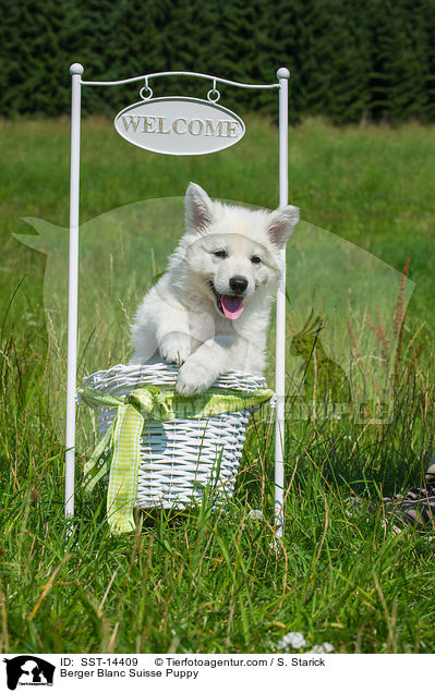 Weier Schweizer Schferhund Welpe / Berger Blanc Suisse Puppy / SST-14409