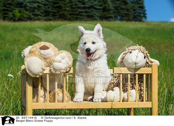 Berger Blanc Suisse Puppy / SST-14416