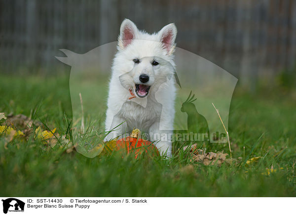 Weier Schweizer Schferhund Welpe / Berger Blanc Suisse Puppy / SST-14430