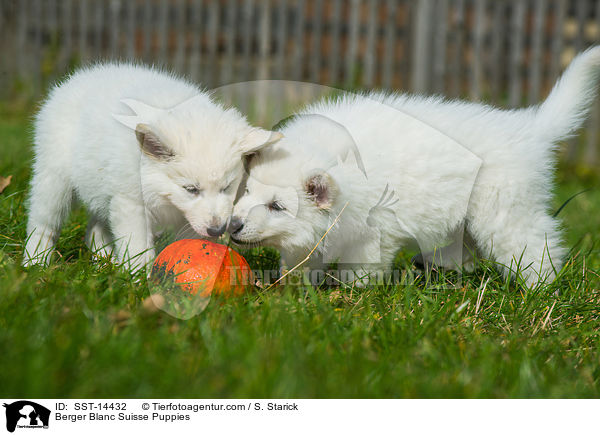 Weie Schweizer Schferhund Welpen / Berger Blanc Suisse Puppies / SST-14432