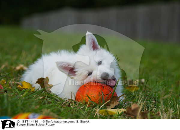 Berger Blanc Suisse Puppy / SST-14436