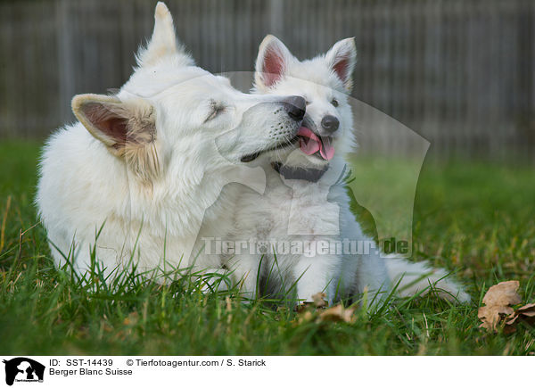 Berger Blanc Suisse / SST-14439