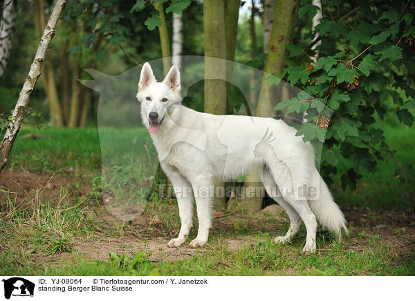 stehender Weier Schweizer Schferhund / standing Berger Blanc Suisse / YJ-09064