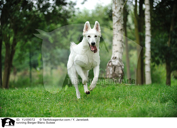 rennender Weier Schweizer Schferhund / running Berger Blanc Suisse / YJ-09072