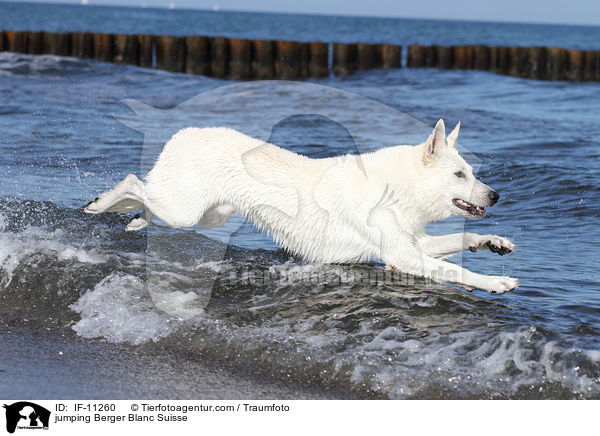 jumping Berger Blanc Suisse / IF-11260