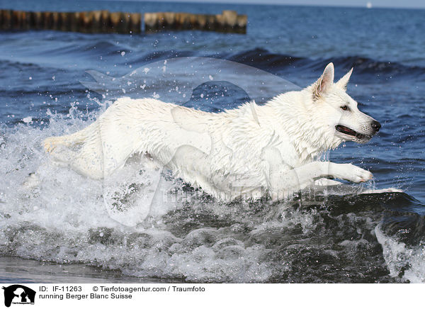 running Berger Blanc Suisse / IF-11263