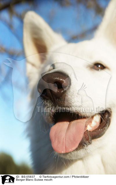 Berger Blanc Suisse mouth / BS-05837