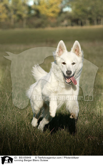 running Berger Blanc Suisse / BS-05849