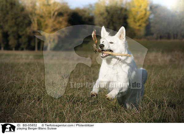 spielender Weier Schweizer Schferhund / playing Berger Blanc Suisse / BS-05852