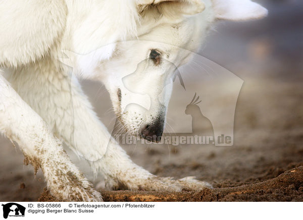 digging Berger Blanc Suisse / BS-05866