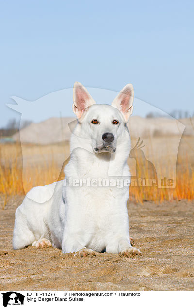 lying Berger Blanc Suisse / IF-11277