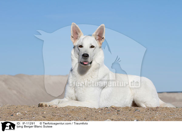 liegender Weier Schweizer Schferhund / lying Berger Blanc Suisse / IF-11291
