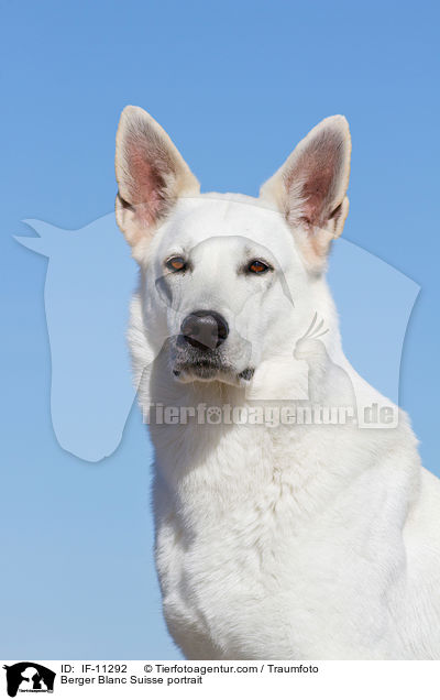 Berger Blanc Suisse portrait / IF-11292