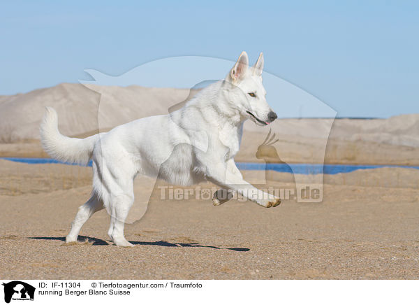 running Berger Blanc Suisse / IF-11304