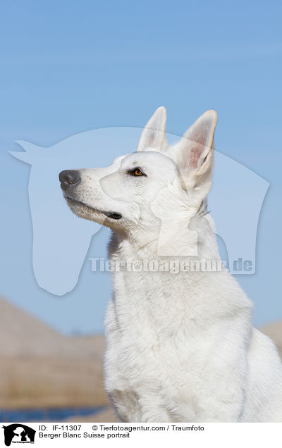 Berger Blanc Suisse portrait / IF-11307