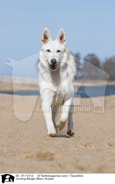 running Berger Blanc Suisse / IF-11312