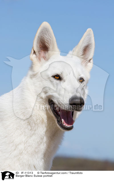Berger Blanc Suisse portrait / IF-11313