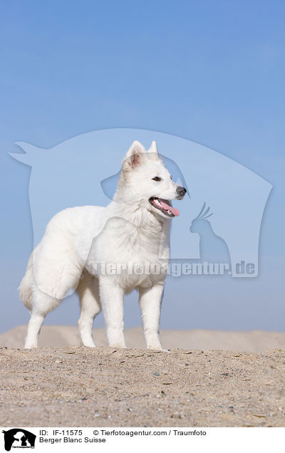 Berger Blanc Suisse / IF-11575