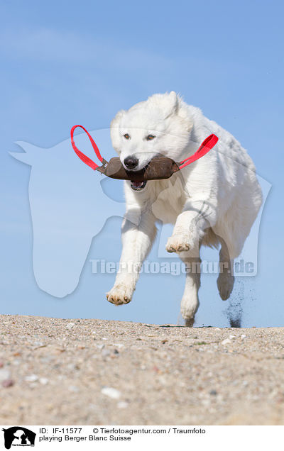 playing Berger Blanc Suisse / IF-11577