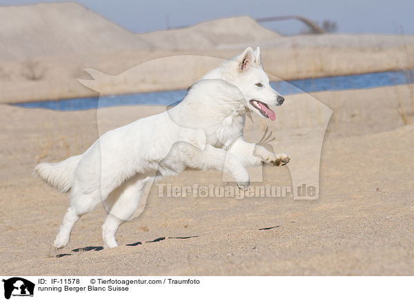 running Berger Blanc Suisse / IF-11578