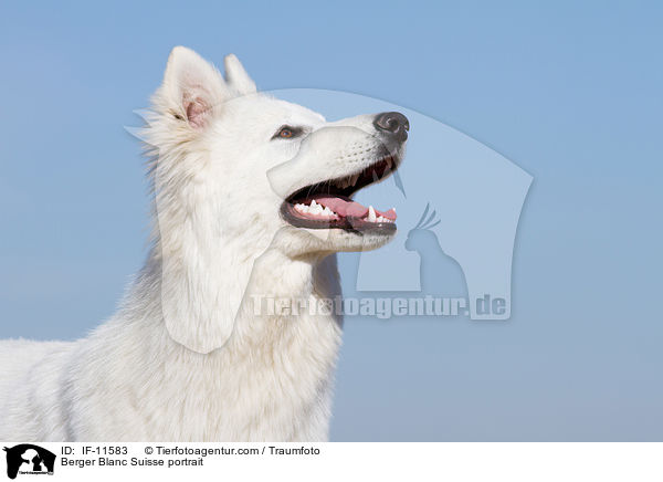 Berger Blanc Suisse portrait / IF-11583
