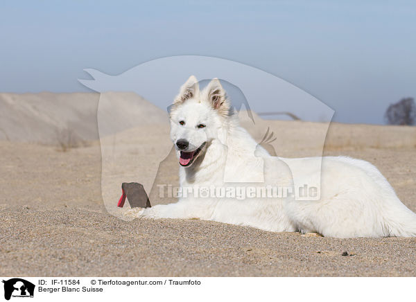 Berger Blanc Suisse / IF-11584
