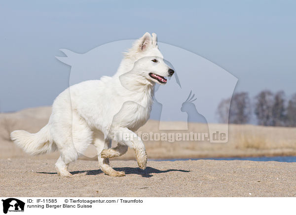 running Berger Blanc Suisse / IF-11585