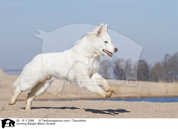 running Berger Blanc Suisse / IF-11586
