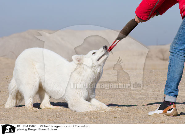 playing Berger Blanc Suisse / IF-11587
