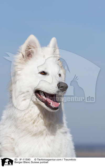 Berger Blanc Suisse portrait / IF-11590