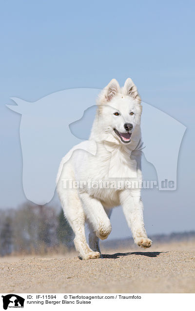 running Berger Blanc Suisse / IF-11594