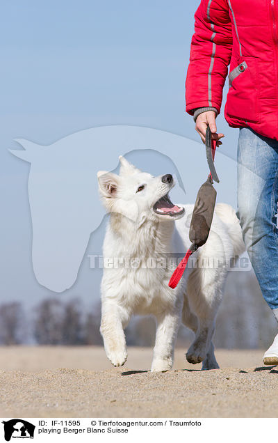 playing Berger Blanc Suisse / IF-11595