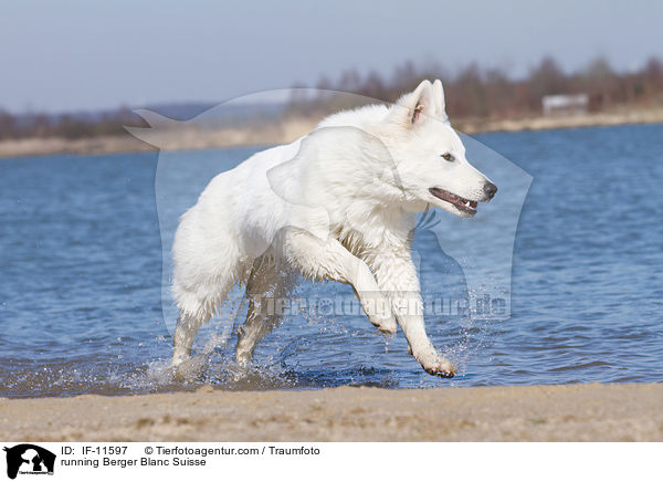 running Berger Blanc Suisse / IF-11597