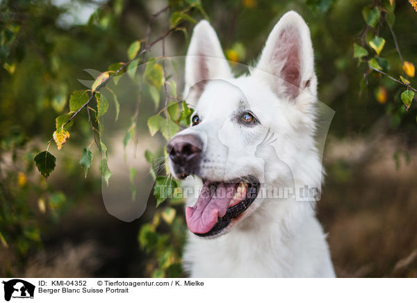 Berger Blanc Suisse Portrait / KMI-04352